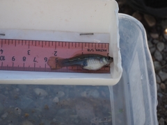 Xiphophorus hellerii