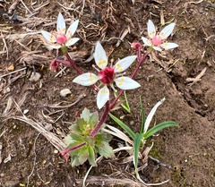 Micranthes stellaris