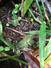 Anoectochilus imitans