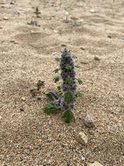 Lagopsis marrubiastrum