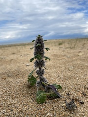 Lagopsis marrubiastrum