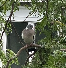 Columba palumbus