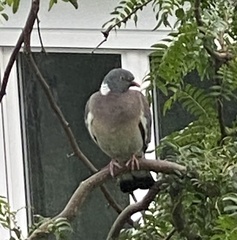 Columba palumbus