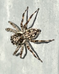 Menemerus bivittatus