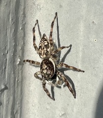 Menemerus bivittatus