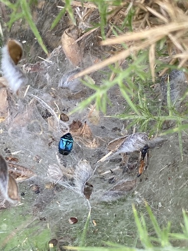 Blue Shield Bug photo 4
