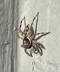 Menemerus bivittatus