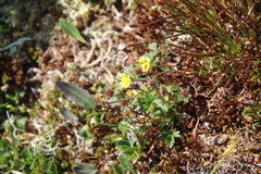 Potentilla gelida