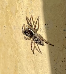 Menemerus bivittatus