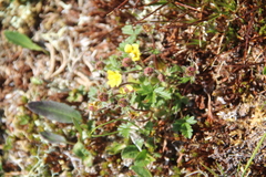 Potentilla gelida