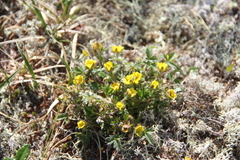 Potentilla gelida