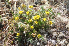 Potentilla gelida