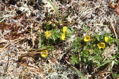 Potentilla gelida