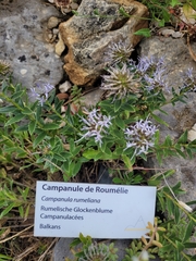 Campanula rumeliana