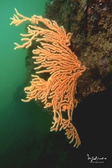 Gorgonian Sea Fan