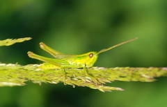 Euthystira brachyptera