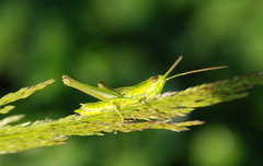 Euthystira brachyptera