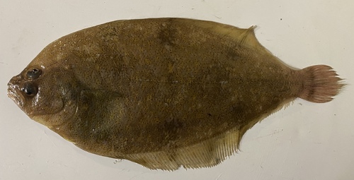 Nieuw-Zeelandse schurftvis (Arnoglossus scapha) — Bothidae — 3