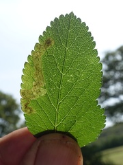 Phytomyza angelicastri