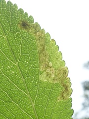 Phytomyza angelicastri