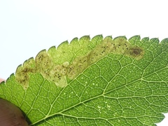 Phytomyza angelicastri