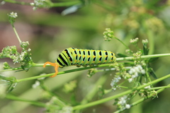 Papilio zelicaon