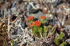 Rhodiola quadrifida