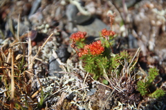 Rhodiola quadrifida
