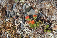 Rhodiola quadrifida