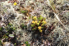 Rhodiola quadrifida