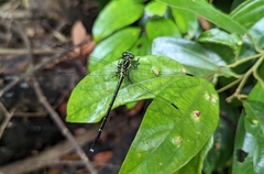 Leptogomphus sauteri