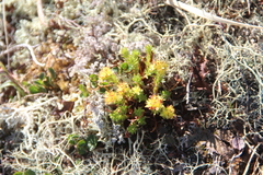 Rhodiola quadrifida