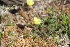 Papaver polare