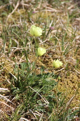 Papaver polare