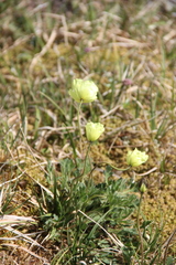 Papaver polare