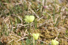 Papaver polare