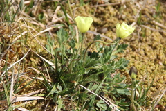 Papaver polare