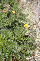 Geum glaciale