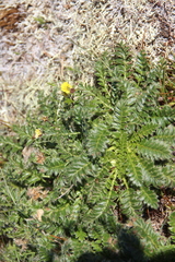 Geum glaciale
