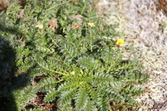 Geum glaciale