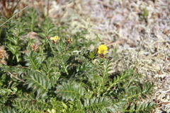 Geum glaciale