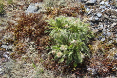 Geum glaciale