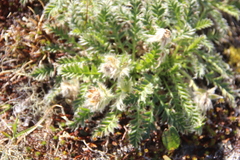 Geum glaciale