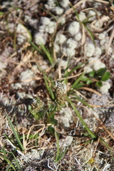 Lagotis minor