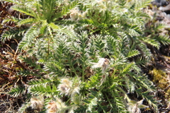 Geum glaciale