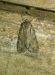 Acronicta tridens