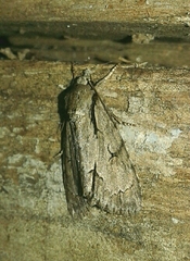 Acronicta tridens