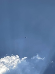Spilornis cheela