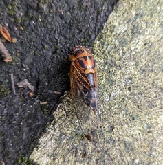 Vagitanus terminalis
