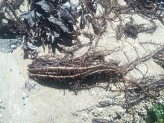 Cumagloia andersonii